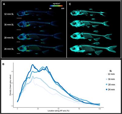 Dynamics of the Zebrafish Skeleton in Three Dimensions During Juvenile and Adult Development